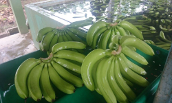 Banano Ecuatoriano de Exportación