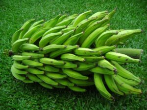 Plantain Ecuatoriano