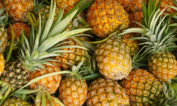 Piña Ecuatoriana