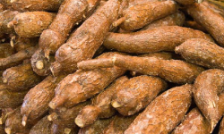 Yuca o Cassava Ecuatoriana