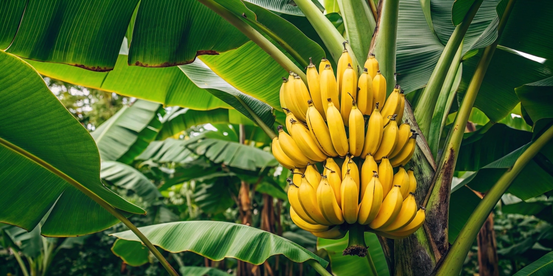 Banano Ecuatoriano Servidiversa S.A.