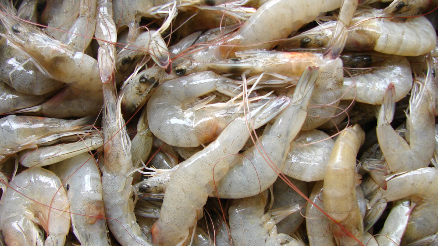Camarón Ecuatoriano de Acuacultura